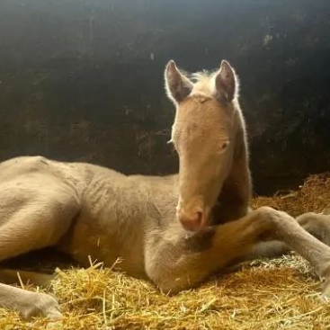 新疆新年首匹汗血馬誕生