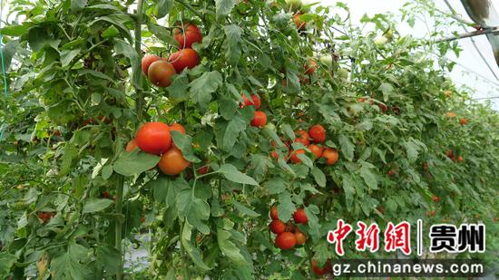 位于罗甸县茂井镇的贵阳农投罗甸越冬蔬菜基地西红柿采收上市