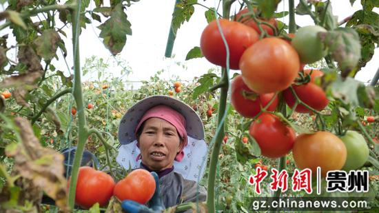 位于罗甸县茂井镇的贵阳农投罗甸越冬蔬菜基地西红柿采收上市