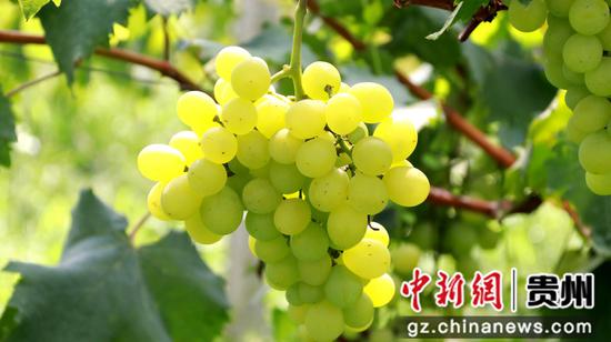 隆兴镇葡萄产业 习水县融媒体中心供图