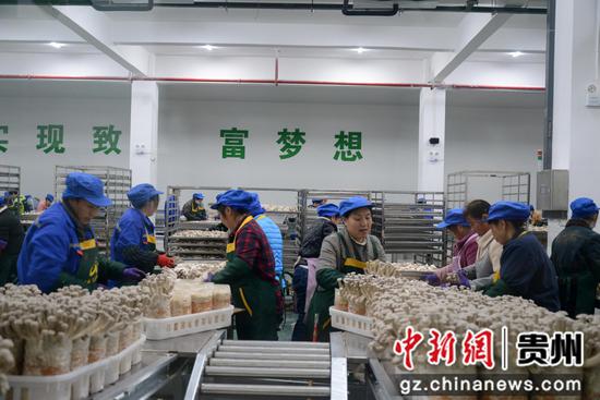2月18日，工人在贵旺生物科技有限公司生产线上分拣鹿茸菇。陈庆军 摄