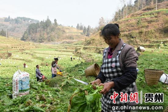 村民在道真仡佬族苗族自治县三桥镇桥塘社区田间劳作。