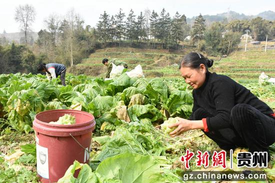 村民在道真仡佬族苗族自治县三桥镇桥塘社区田间劳作。