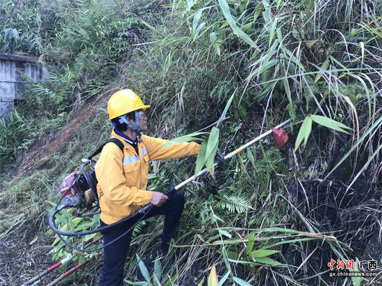 玉林工务段职工正在使用油锯清理线路路基边坡的杂灌植被。李慕传  摄