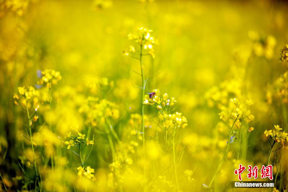 油菜花开春意浓。何光民 摄