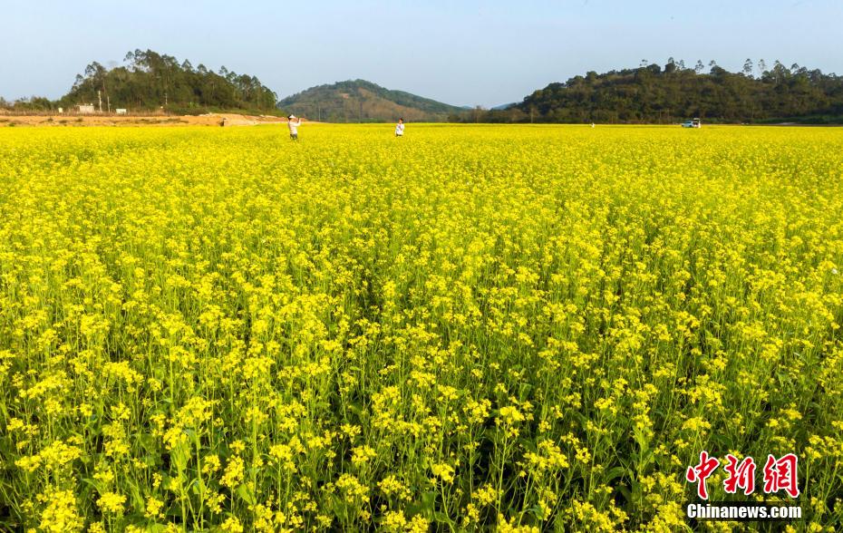 近日，广西南宁市青秀区长塘镇天堂村的800余亩油菜花竞相绽放。何光民 摄