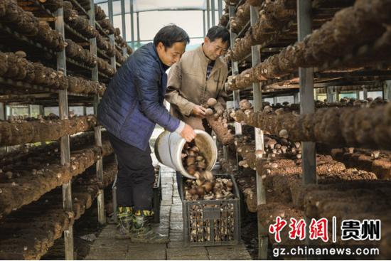 贵州安龙：小香菇大产业 协会助推“安龙香菇菌工”劳务品牌茁壮成长