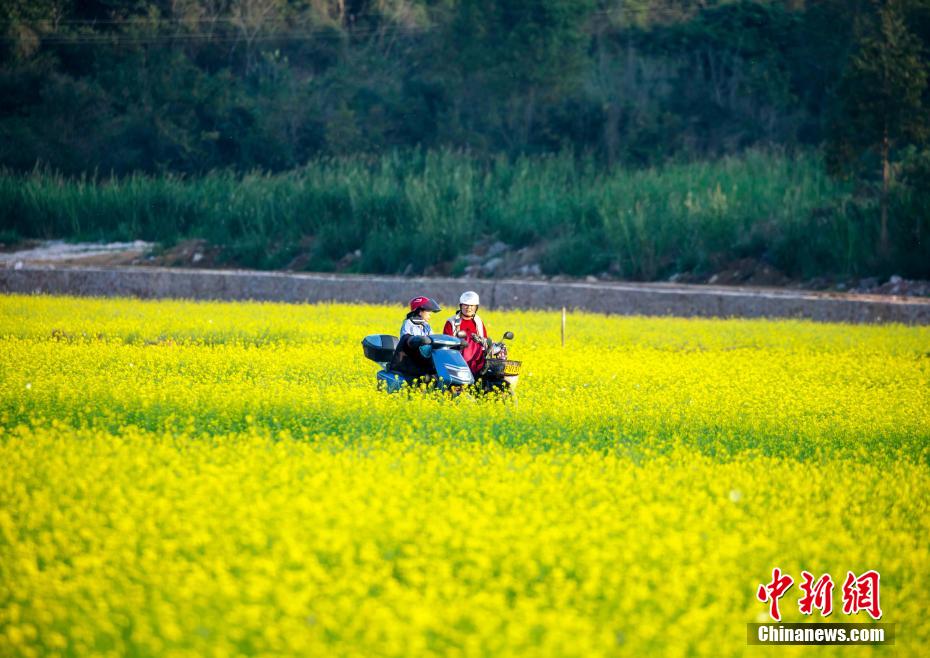油菜花绽放，美不胜收。何光民 摄