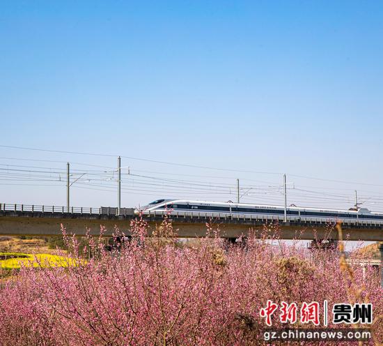 2024年2月20日，一列动车组列车从成贵高铁贵州省黔西城郊的梅花林旁驶过。
