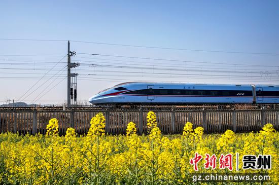 2024年2月20日，一列动车组列车从成贵高铁贵州省黔西城郊的油菜花旁驶过。