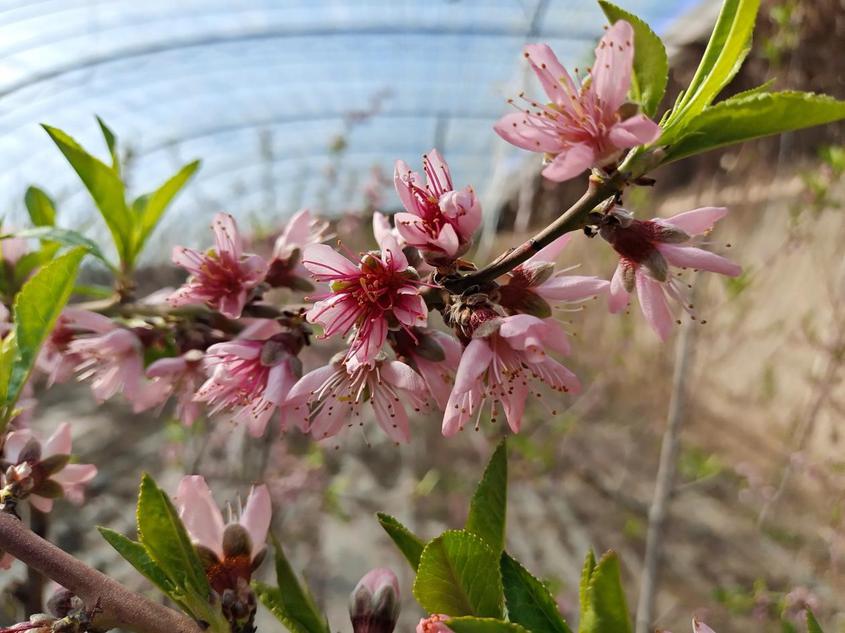 察布查爾縣：大棚桃花枝頭俏 濃濃春意暖暖來