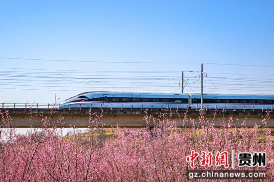 2024年2月20日，一列动车组列车从成贵高铁贵州省黔西城郊的梅花林旁驶过。