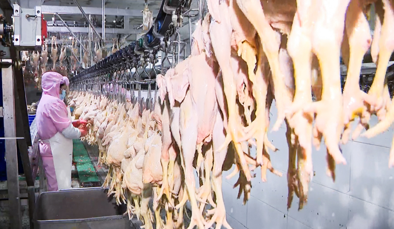 高新區（新市區）企業新疆帕戈郎食品有限公司穩產保供 平均日產冰鮮雞70噸