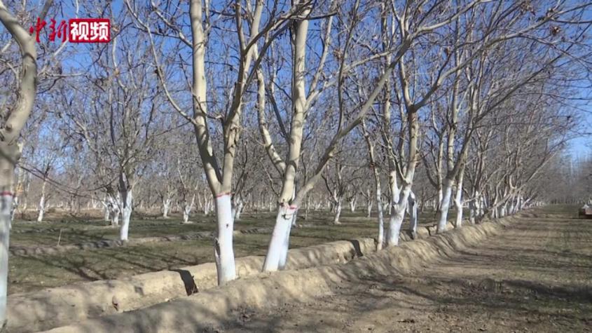 新疆喀什地区400余万亩冬小麦陆续返青 各地开展田间管护