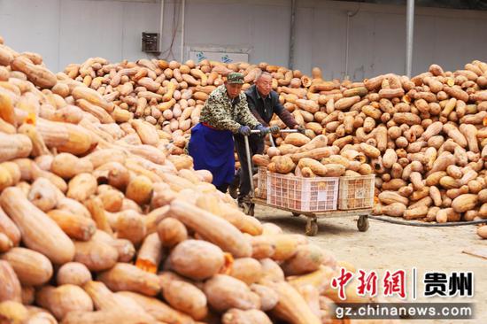 2024年2月21日，工人在贵州省铜仁市印江土家族苗族自治县一家南瓜加工厂内装运南瓜。