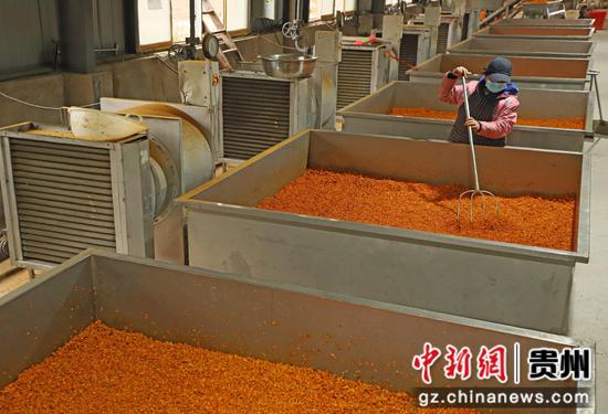 2024年2月21日，工人在贵州省铜仁市印江土家族苗族自治县一家南瓜加工厂内烘烤南瓜粒。