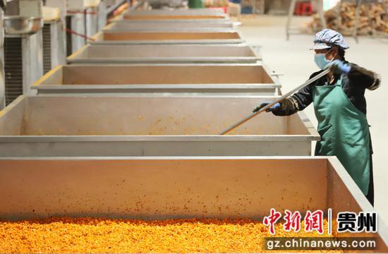 2024年2月21日，工人在贵州省铜仁市印江土家族苗族自治县一家南瓜加工厂内烘烤南瓜粒。