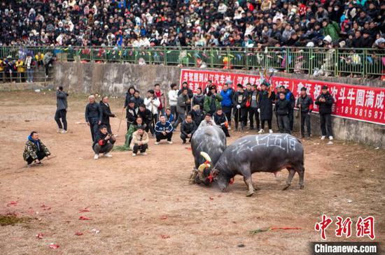 两头斗牛在贵州省从江县丙妹镇大塘村松学斗牛塘激烈打斗。吴德军摄