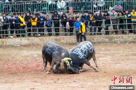 两头斗牛在贵州省从江县丙妹镇大塘村松学斗牛塘激烈打斗。吴德军摄