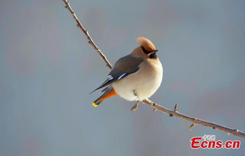 Bohemian waxwings rest on branches of a tree in Tekes County, northwest China's Xinjiang Uyghur Autonomous Region. (Photo/China News Service/Zhong Dong)