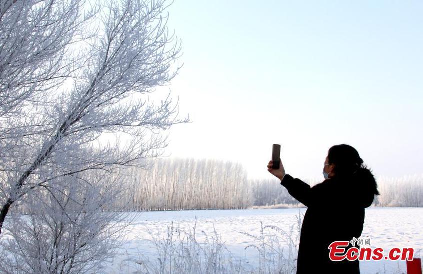 Rime scenery appears in Tacheng, northwest China's Xinjiang Uyghur Autonomous Region, Jan. 31, 2024. (Photo/VCG)

