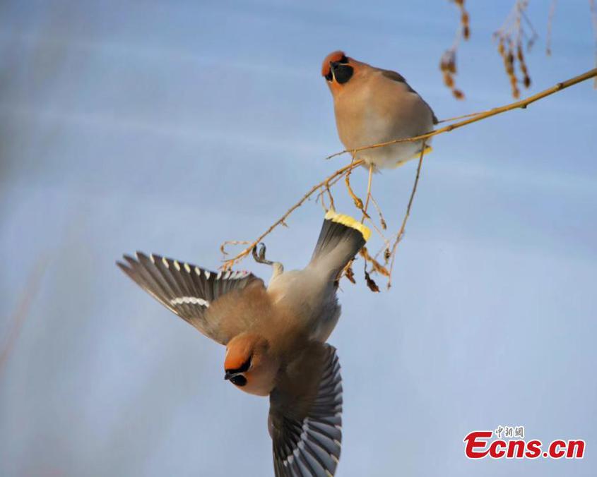 A bohemian waxwing rests on a branch of a tree in Tekes County, northwest China's Xinjiang Uyghur Autonomous Region. (Photo/China News Service/Zhong Dong)