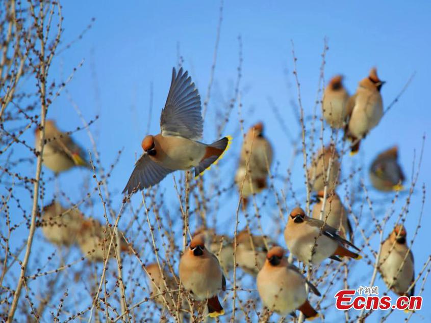 Bohemian waxwings forage for food on the snow in Tekes County, northwest China's Xinjiang Uyghur Autonomous Region. (Photo/China News Service/Zhong Dong)