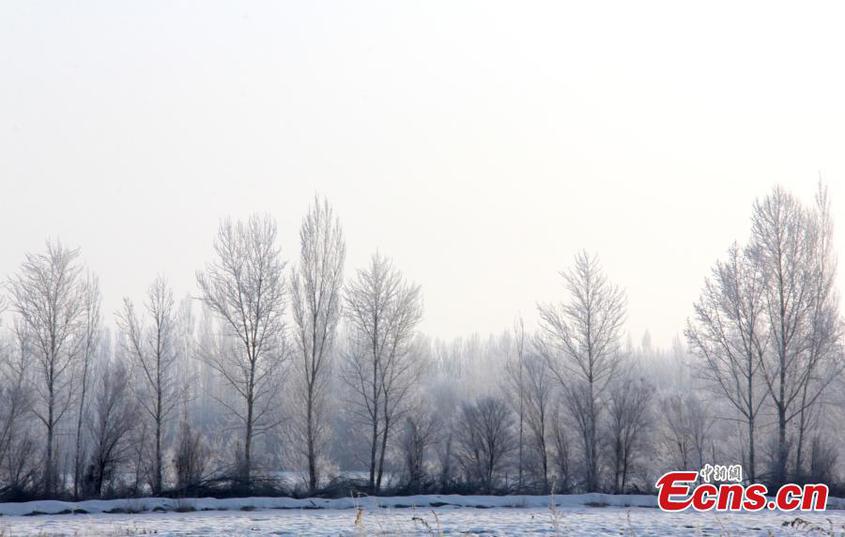 Rime scenery appears in Tacheng, northwest China's Xinjiang Uyghur Autonomous Region, Jan. 31, 2024. (Photo/VCG)

