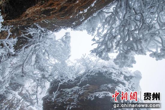 2月26日，在贵州省道真自治县大沙河国家级自然保护区内拍摄的雪景。