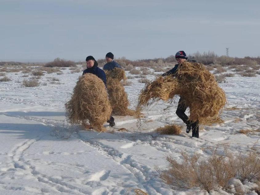  新疆精河县：多点投放饲草 确保野生动物安全越冬