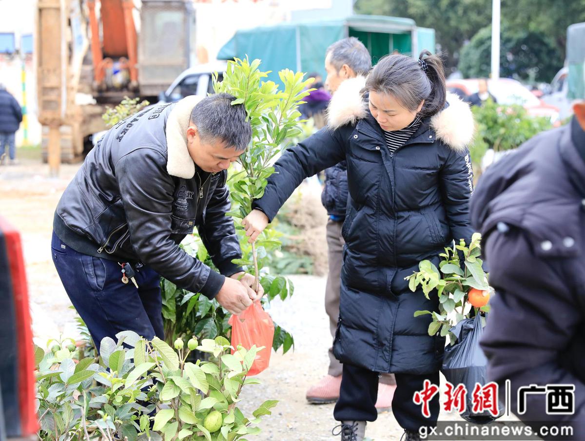 广西柳州：春日集市苗木俏销