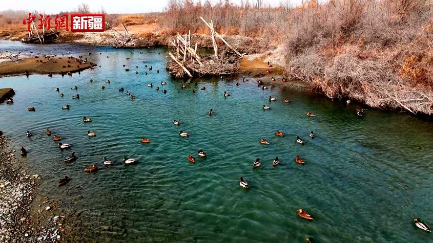 新疆温宿：候鸟成群栖 绘就生态美