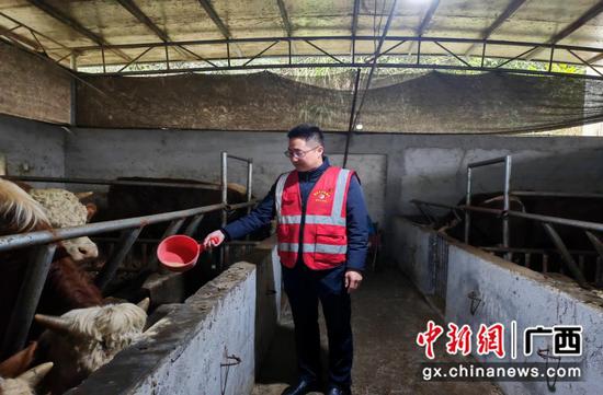 图为靖西市多甲村驻村第一书记陈科正在给牛投喂料。黄艳艳 摄