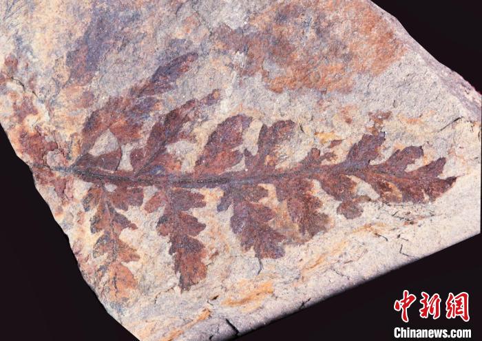 湖北十堰发现3亿多年前古植物化石