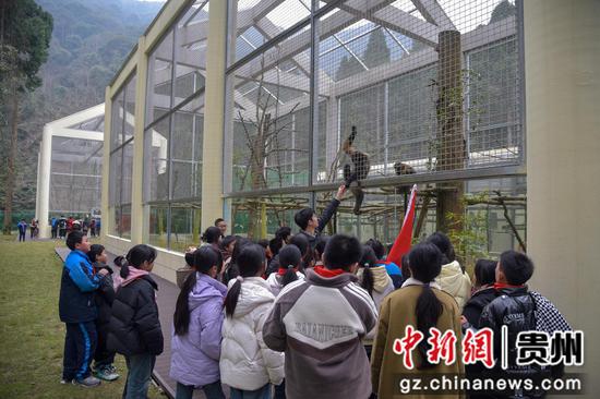 2024年3月1日，学生在梵净山黔金丝猴研究中心观看黔金丝猴。李鹤摄