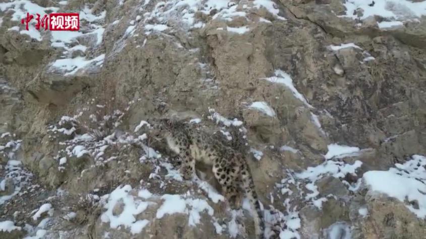 新疆：一雪豹夜闯牧民羊圈 被放归大山