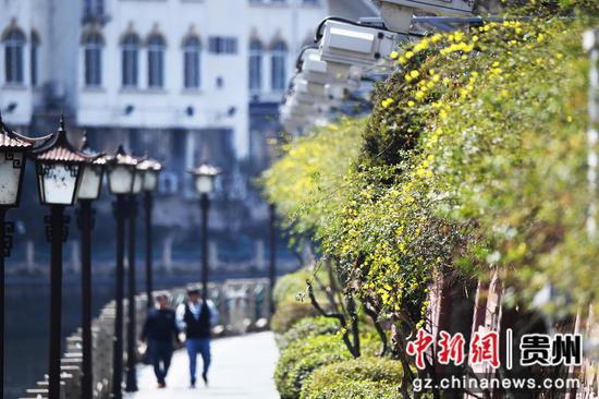 3月5日，市民在贵阳市南明河畔盛开的迎春花下休闲散步、赏景游玩。