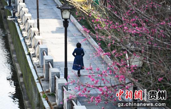 3月5日，市民在贵阳市南明河畔盛开的梅花下休闲散步、赏景游玩。