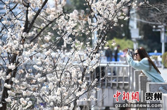 3月5日，在贵阳市南明河畔，盛开的李花吸引了不少市民游客前来赏花拍照。