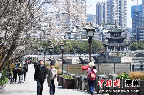 3月5日，贵阳市南明河畔盛开的李花吸引了不少市民及游客前来踏青赏花。