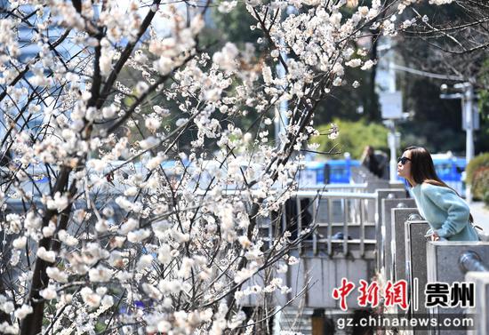 3月5日，贵阳市南明河畔盛开的李花吸引了不少市民及游客前来踏青赏花。