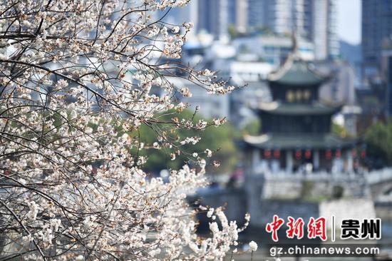 3月5日，贵阳市南明河畔盛开的李花与甲秀楼相映成景。