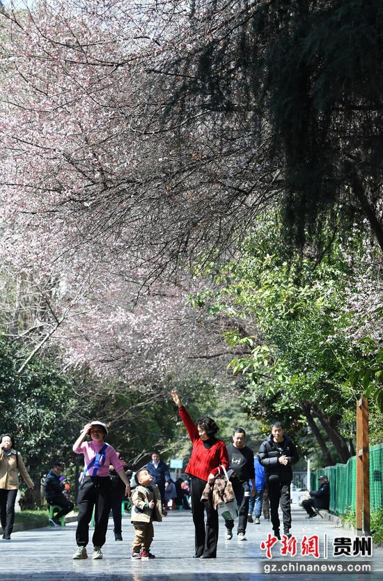 3月5日，在贵阳市南明河畔，盛开的李花吸引了不少市民及游客前来踏青赏花。