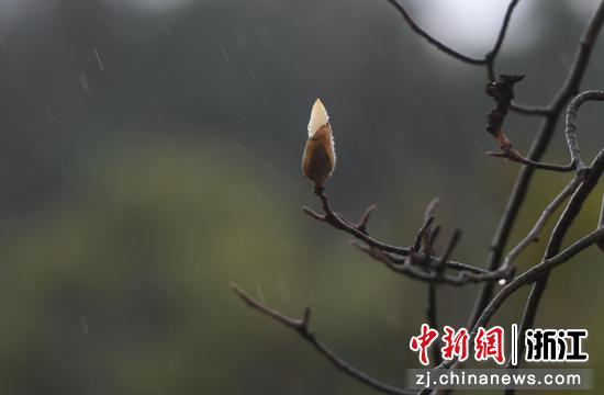 一株玉兰花雨中待放。中新社记者 王刚 摄