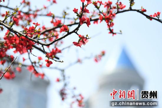 3月5日，贵阳市南明河畔绽放的海棠花与城市建筑相映成景。