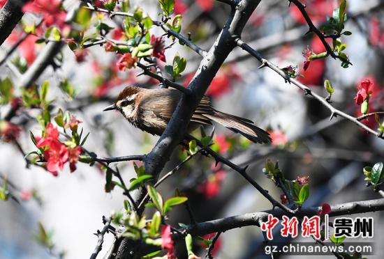 3月5日，一只小鸟正在贵阳市南明河沿岸的一株海棠树上停歇。