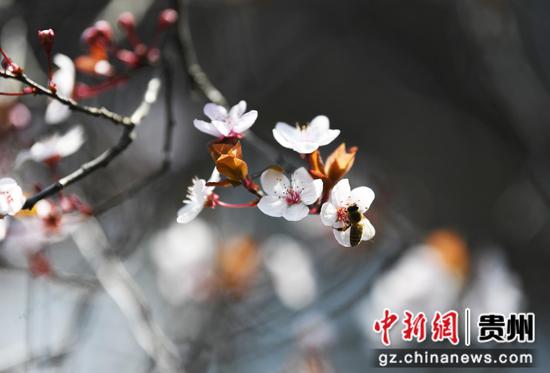 3月5日，一只蜜蜂在贵阳市南明河畔盛开的李花丛中采蜜。