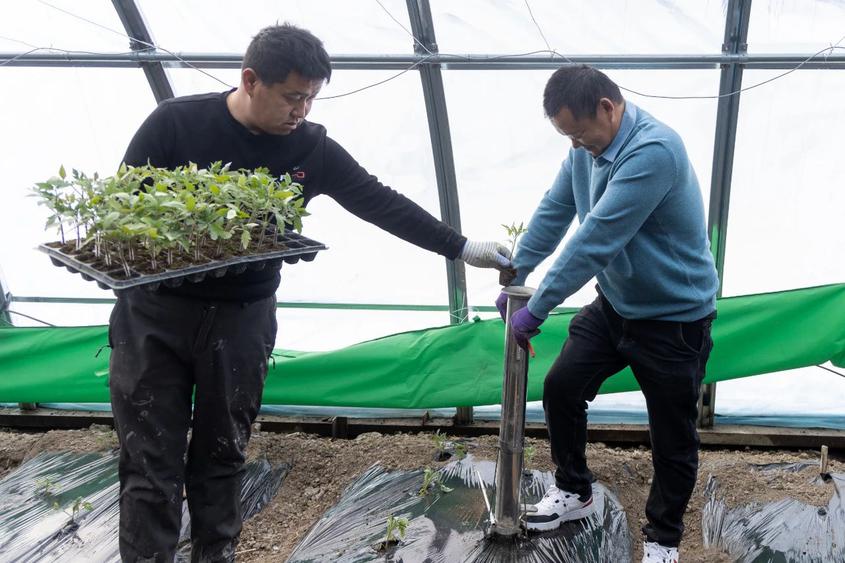 新疆博乐市蔬菜大棚改造升级助力设施农业提质增效