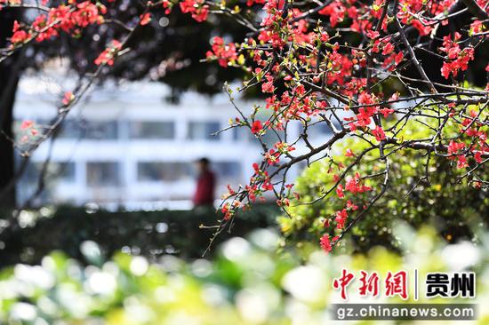 3月5日，贵阳市南明河沿岸的海棠花竞相绽放。