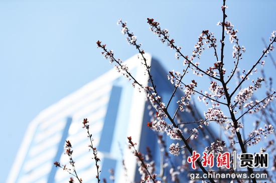 3月5日，贵阳市南明河畔盛开的李花与城市建筑相映成景。